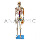 Esqueleto de 85 cm, com Nervos e Vasos Sanguíneos ANATOMIC